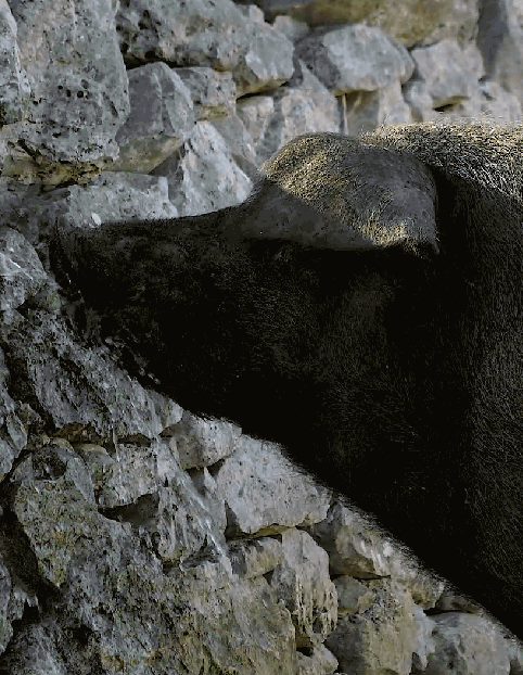 origini norcine di martina franca